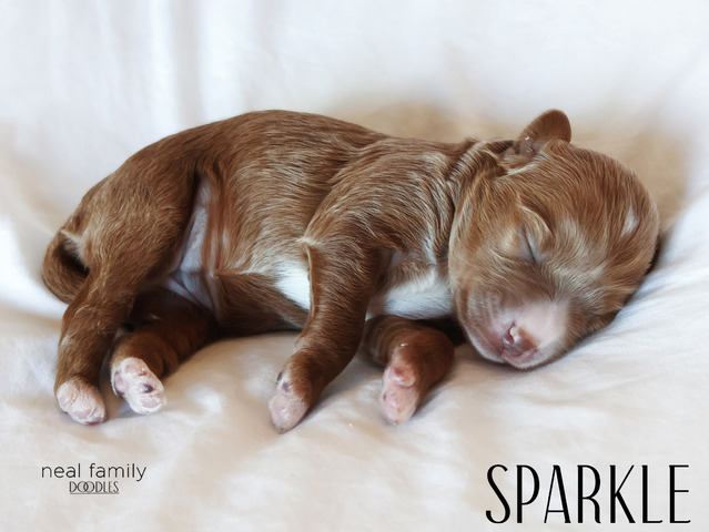 Sparkle - 5 days old