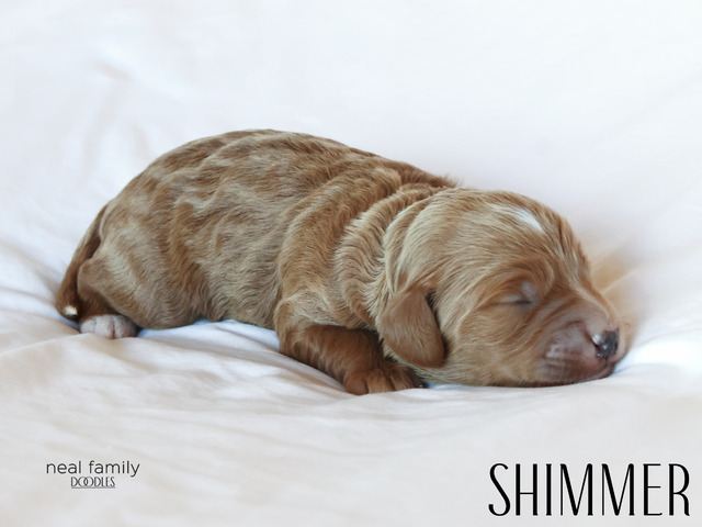 Shimmer - 5 weeks old