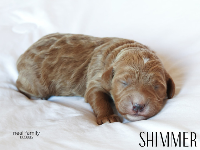 Shimmer - 5 weeks old