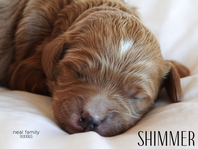 Shimmer - 5 weeks old