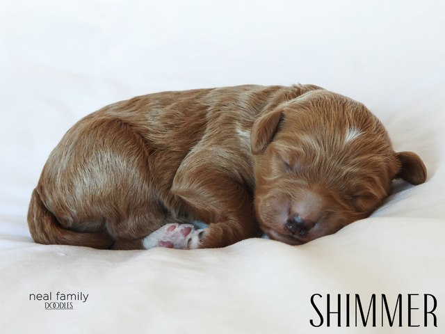 Shimmer - 5 weeks old
