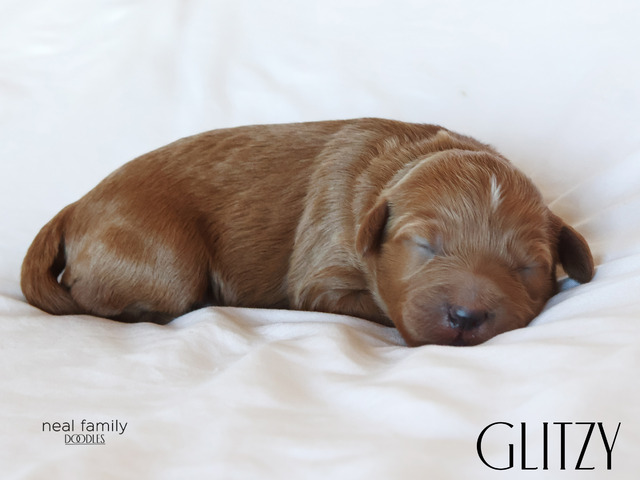 Glitzy - 5 weeks old