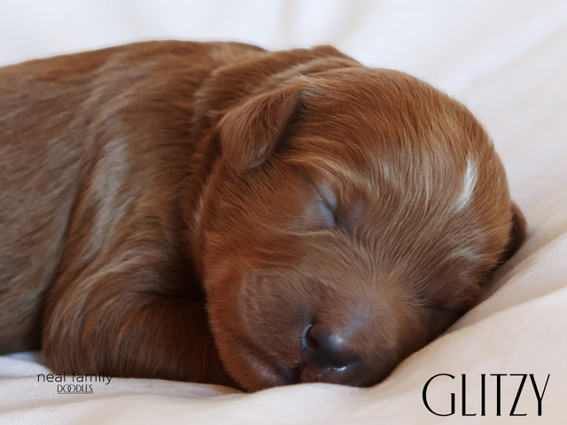 Glitzy - 5 weeks old
