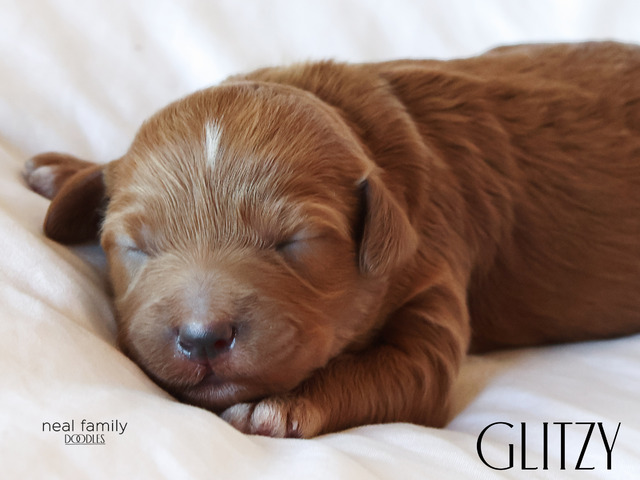 Glitzy - 5 weeks old