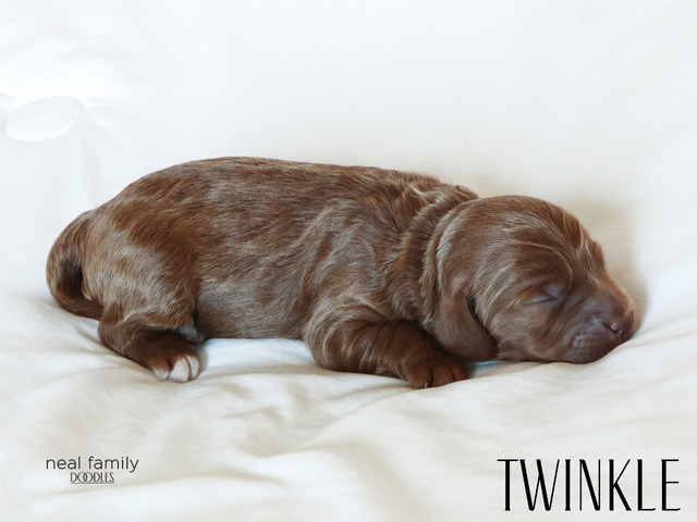 Twinkle - 5 weeks old