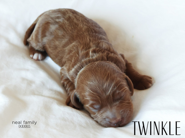 Twinkle - 5 weeks old
