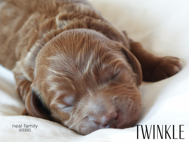 Twinkle - 5 weeks old