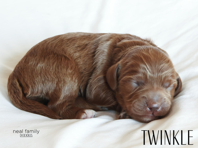 Twinkle - 5 weeks old