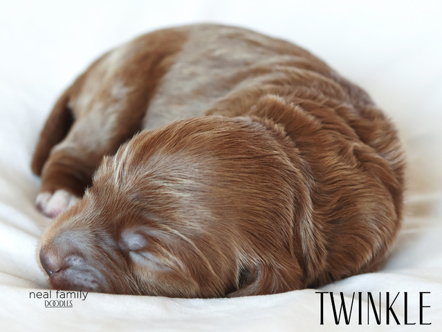 Twinkle - 5 weeks old