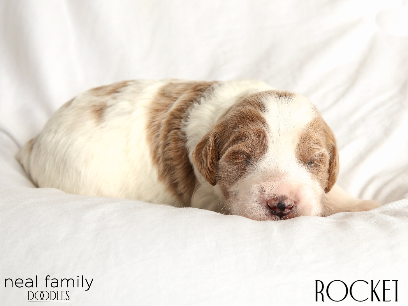 Rocket Day 12