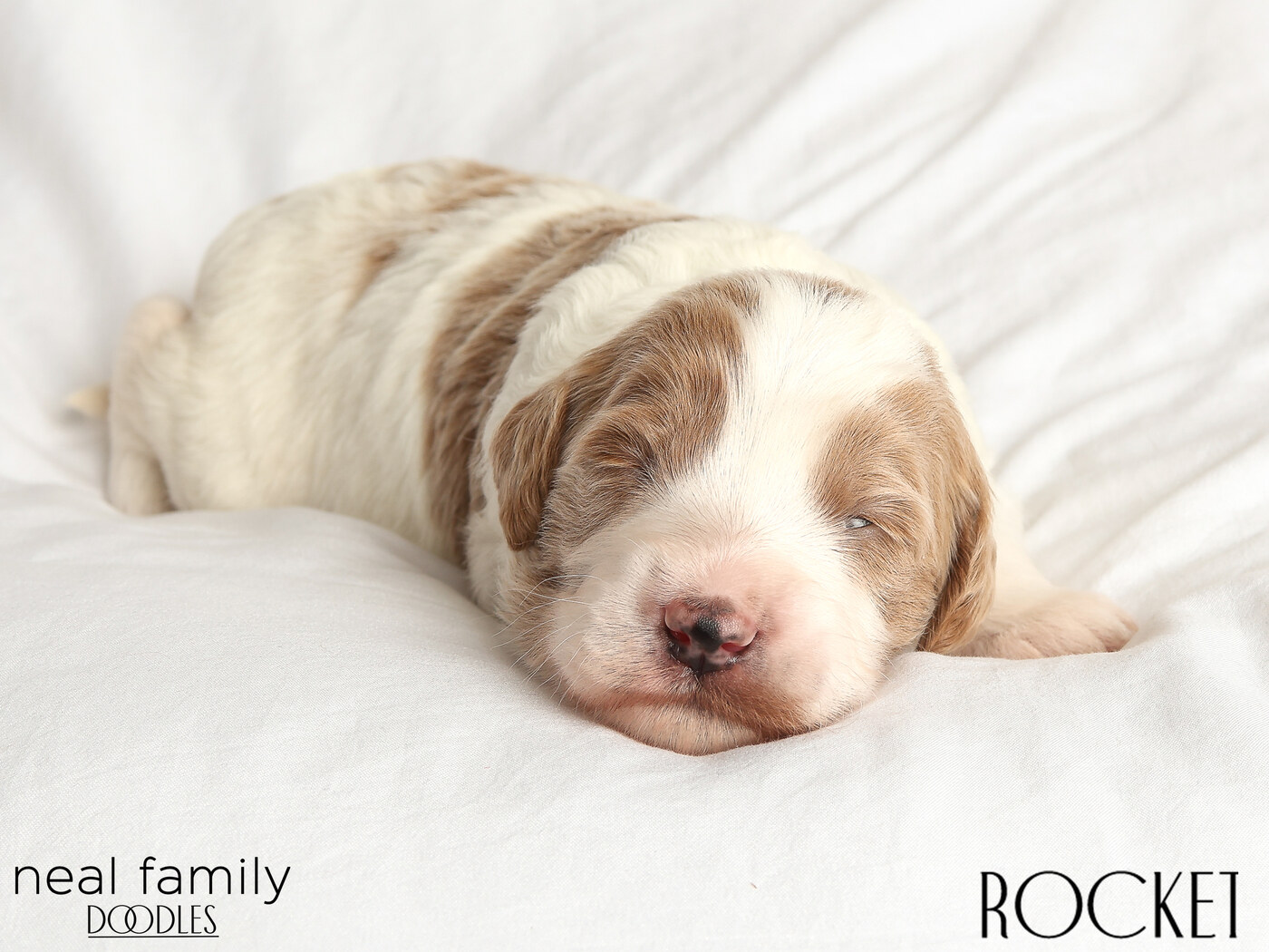 Rocket Day 12
