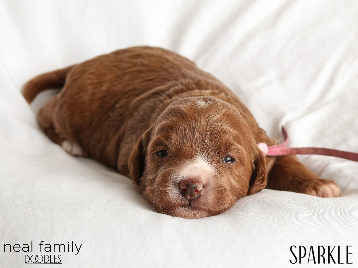 Sparkle - Day 12