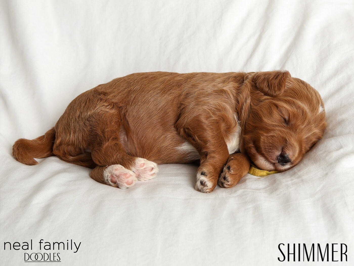 Shimmer - Day 12