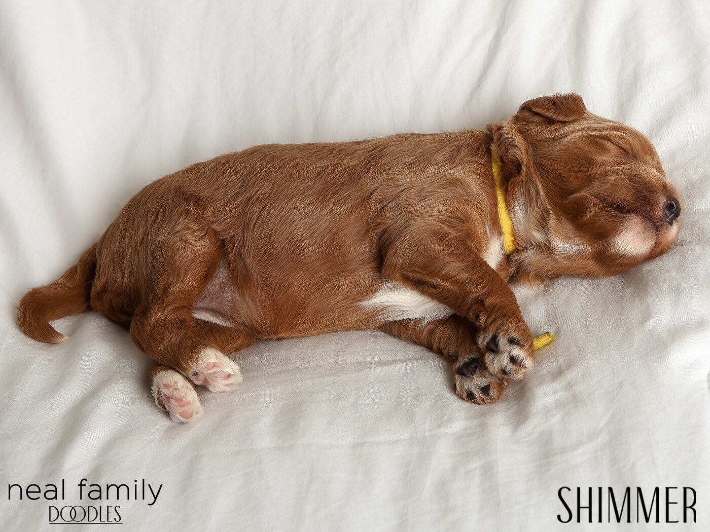 Shimmer - Day 12