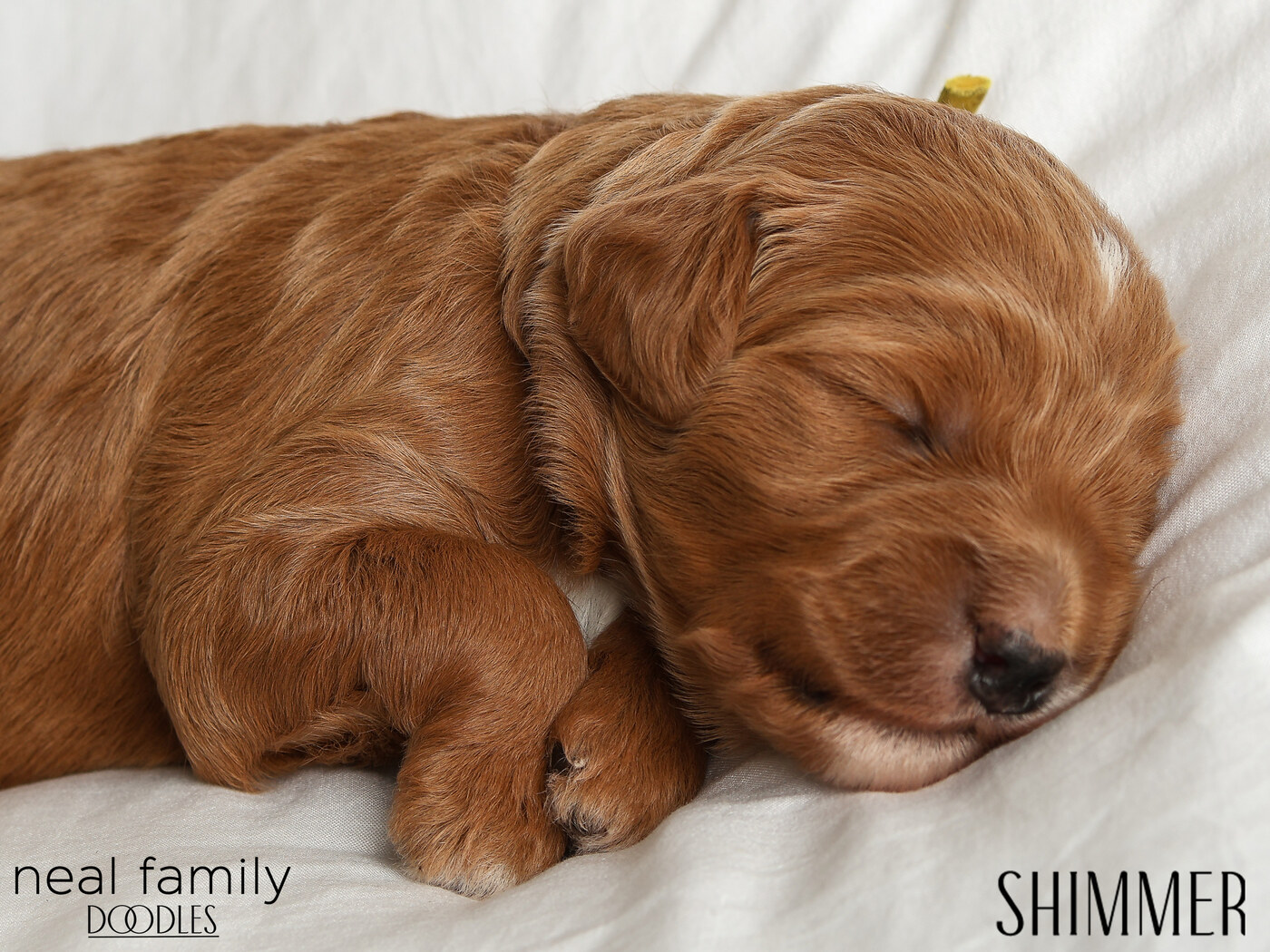 Shimmer - Day 12