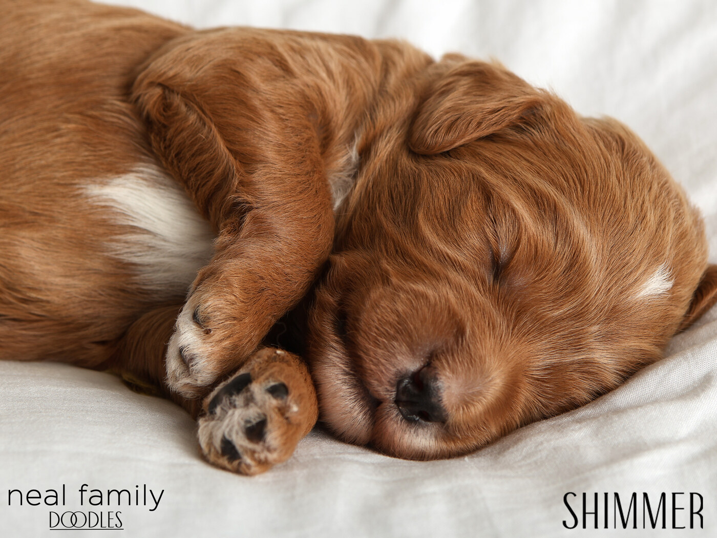 Shimmer - Day 12