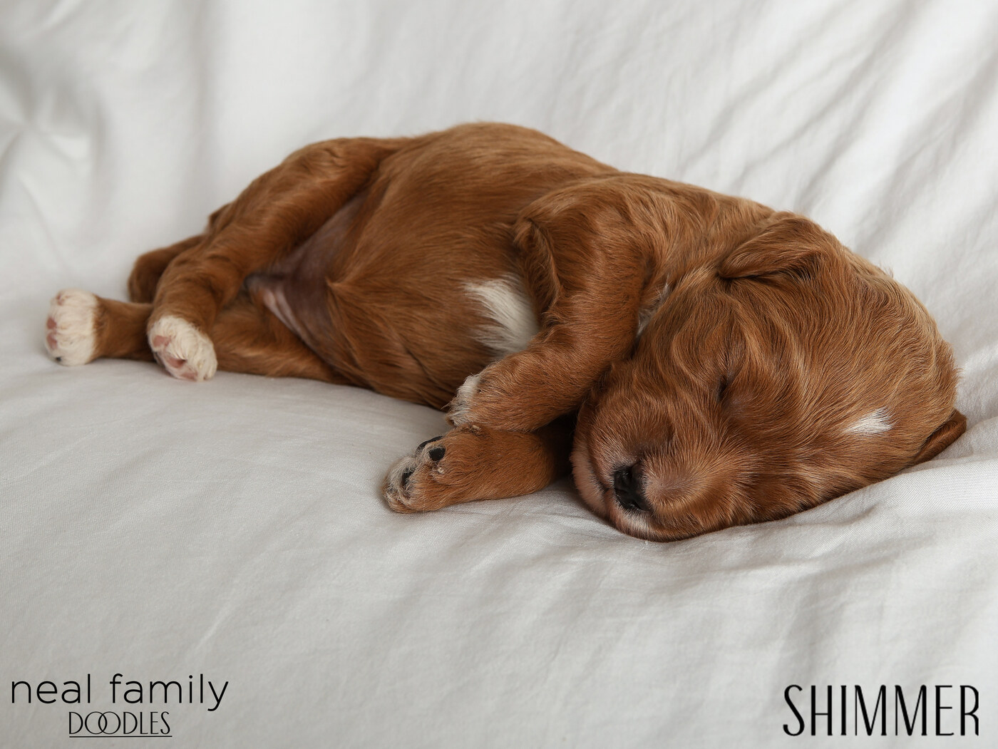 Shimmer - Day 12