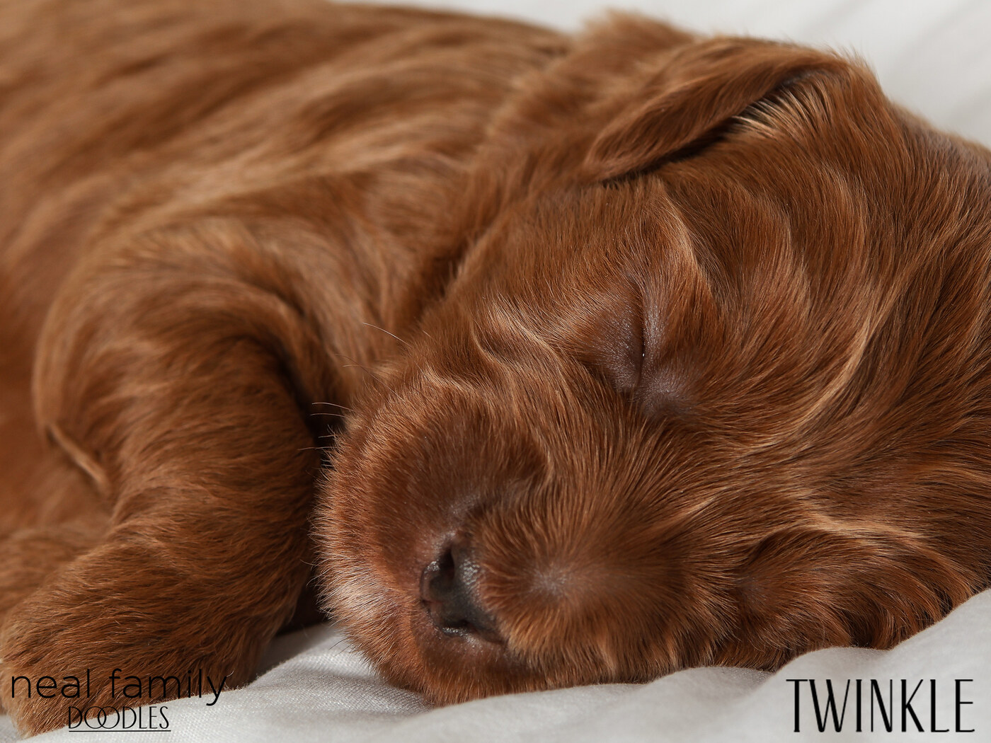 Twinkle - Day 12