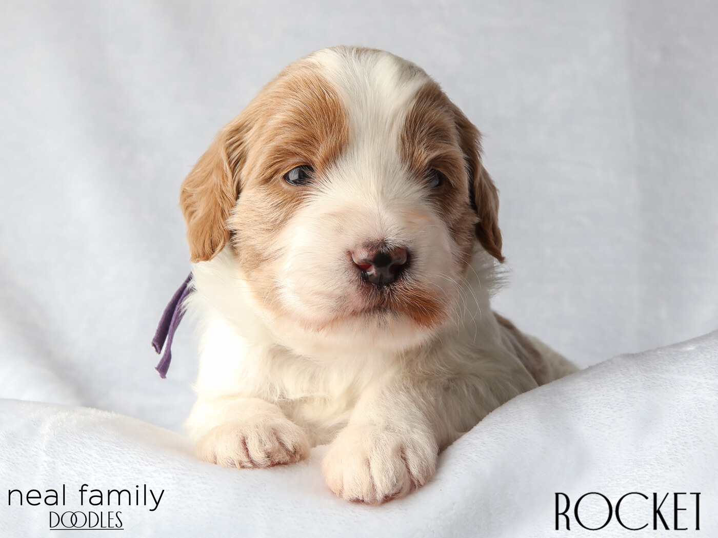 Rocket 3 weeks