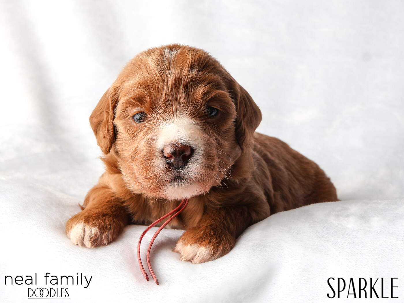 IMG_5753 Sparkle 3 weeks