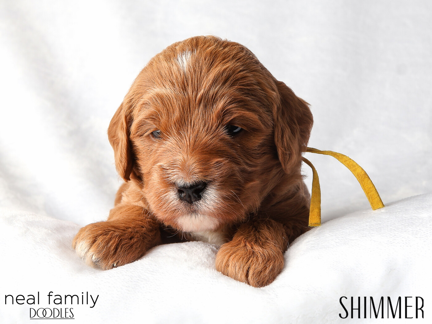 IMG_5757 Shimmer 3 weeks