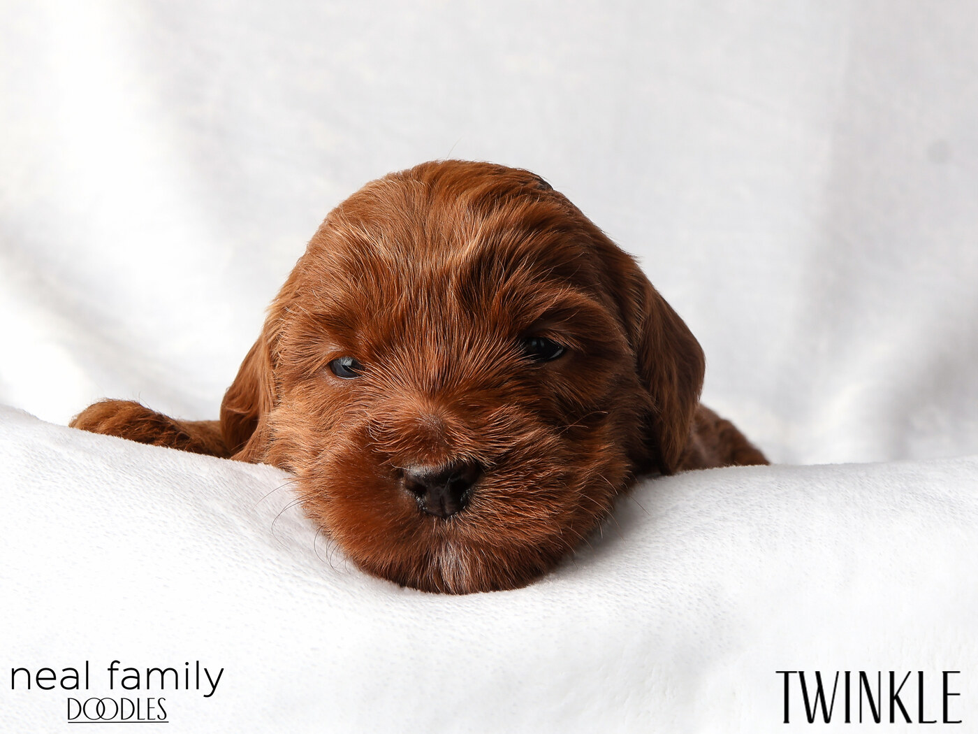IMG_5725 Twinkle 3 weeks