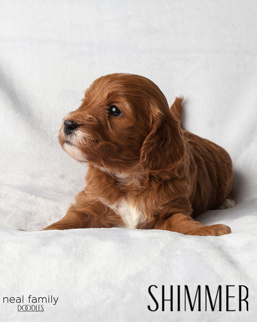 Shimmer - 4 weeks