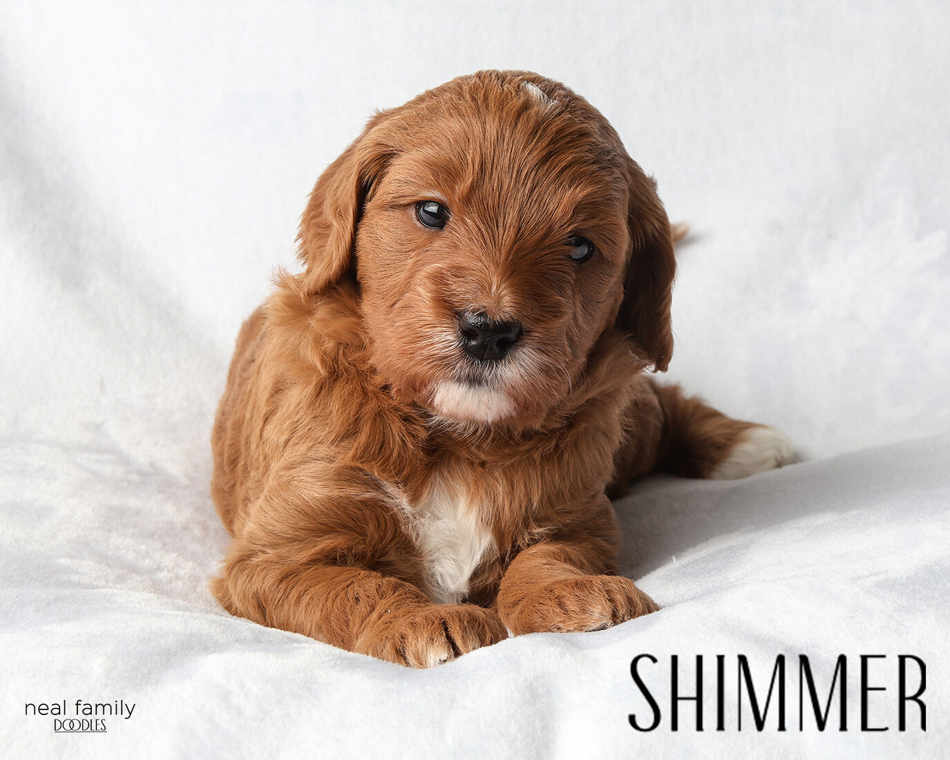 Shimmer - 4 weeks