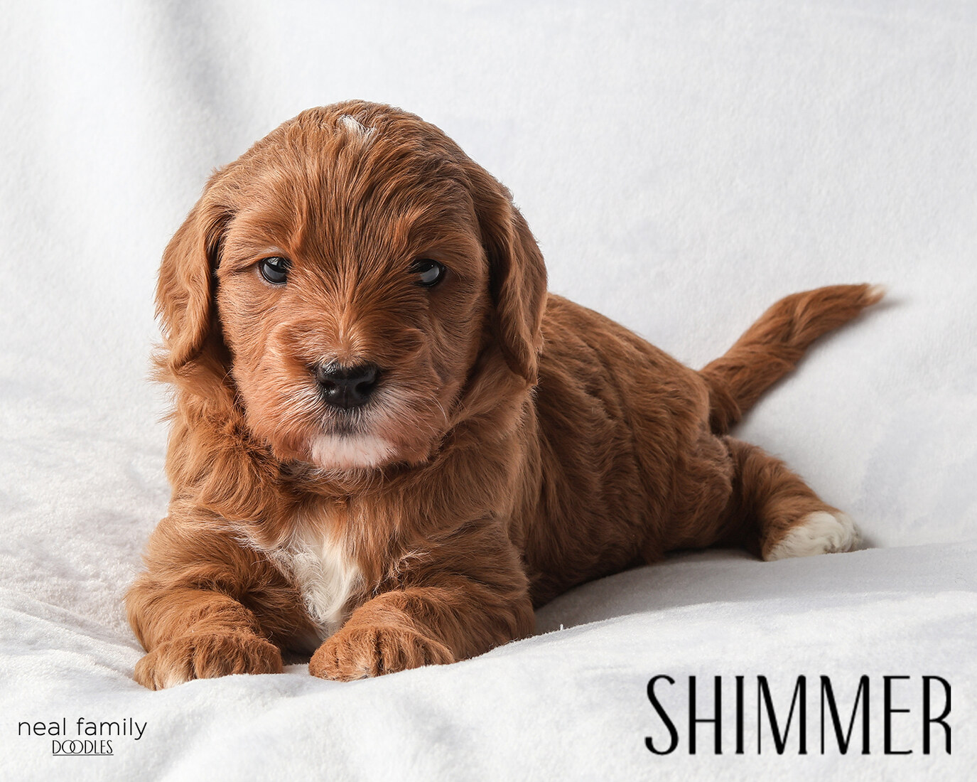 Shimmer - 4 weeks