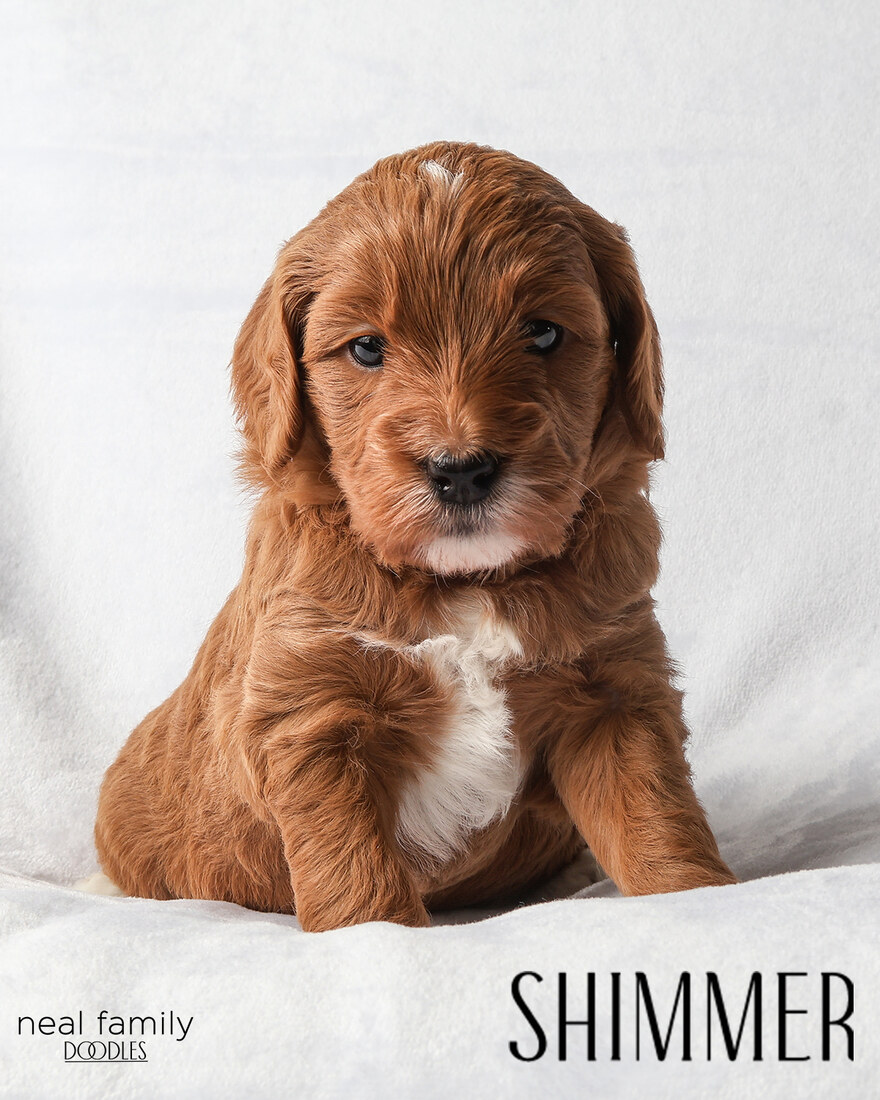 Shimmer - 4 weeks