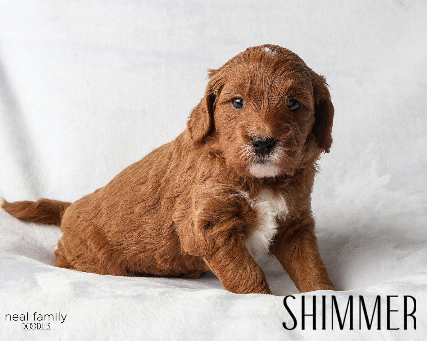 Shimmer - 4 weeks