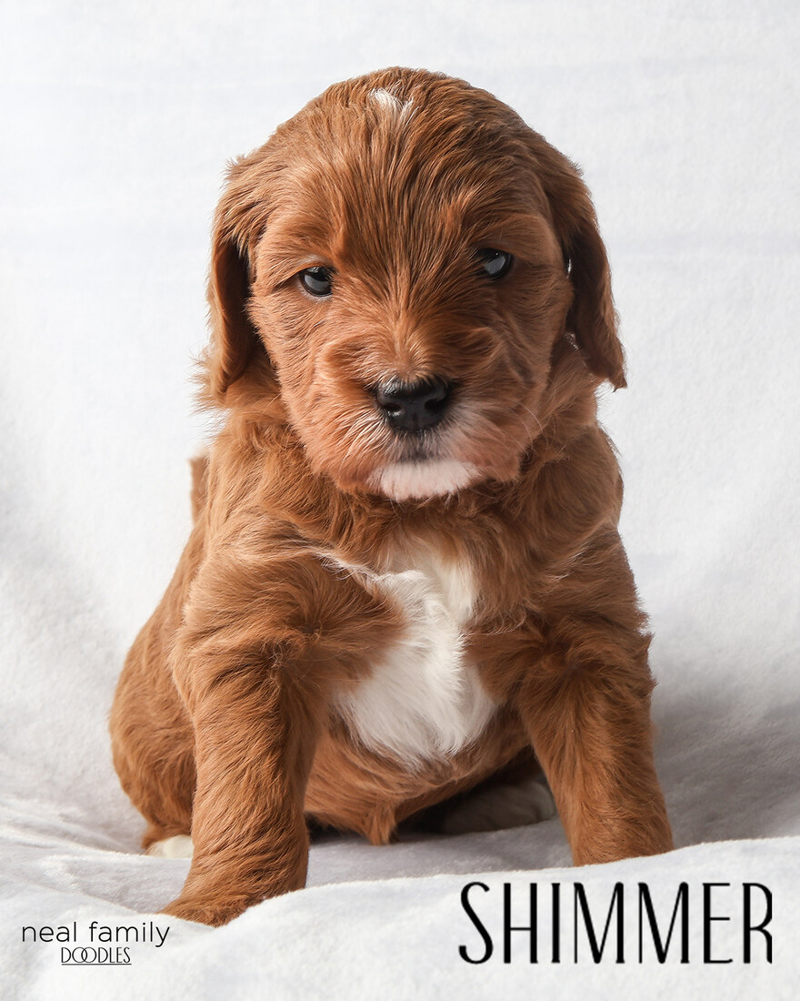 Shimmer - 4 weeks