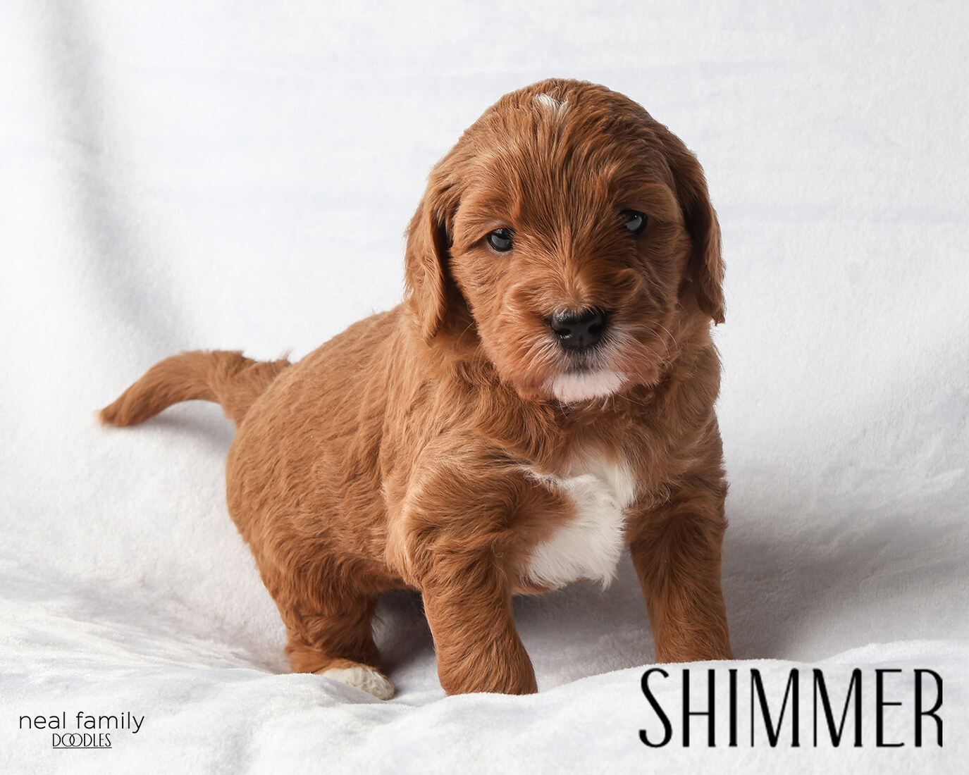 Shimmer - 4 weeks