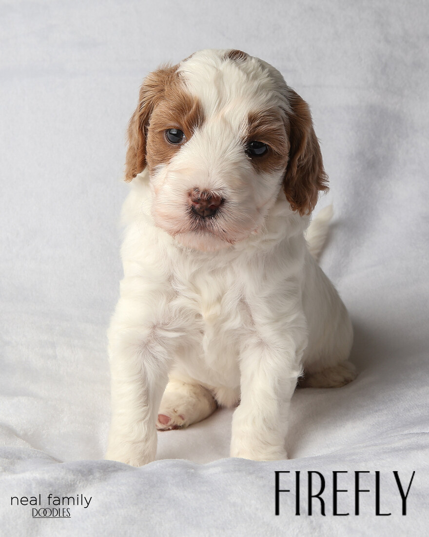 IMG_5864-2 - Firefly aka Lucy 4 weeks