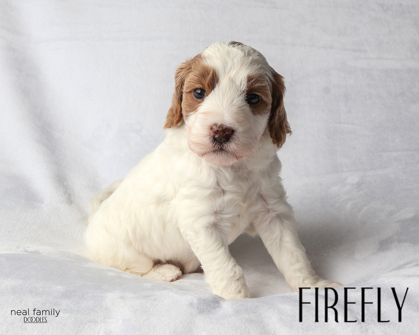 IMG_5844-2 - Firefly aka Lucy 4 weeks