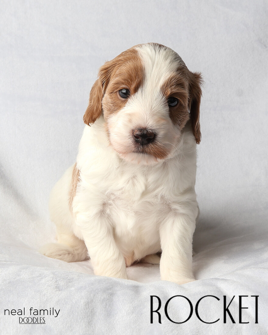 IMG_5981-2 - Rocket 4 weeks