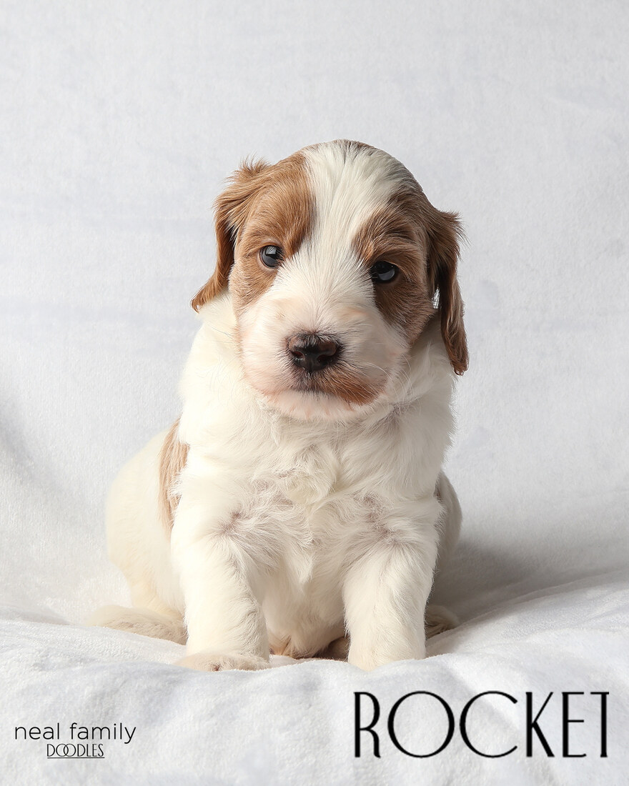IMG_5988-2 - Rocket 4 weeks
