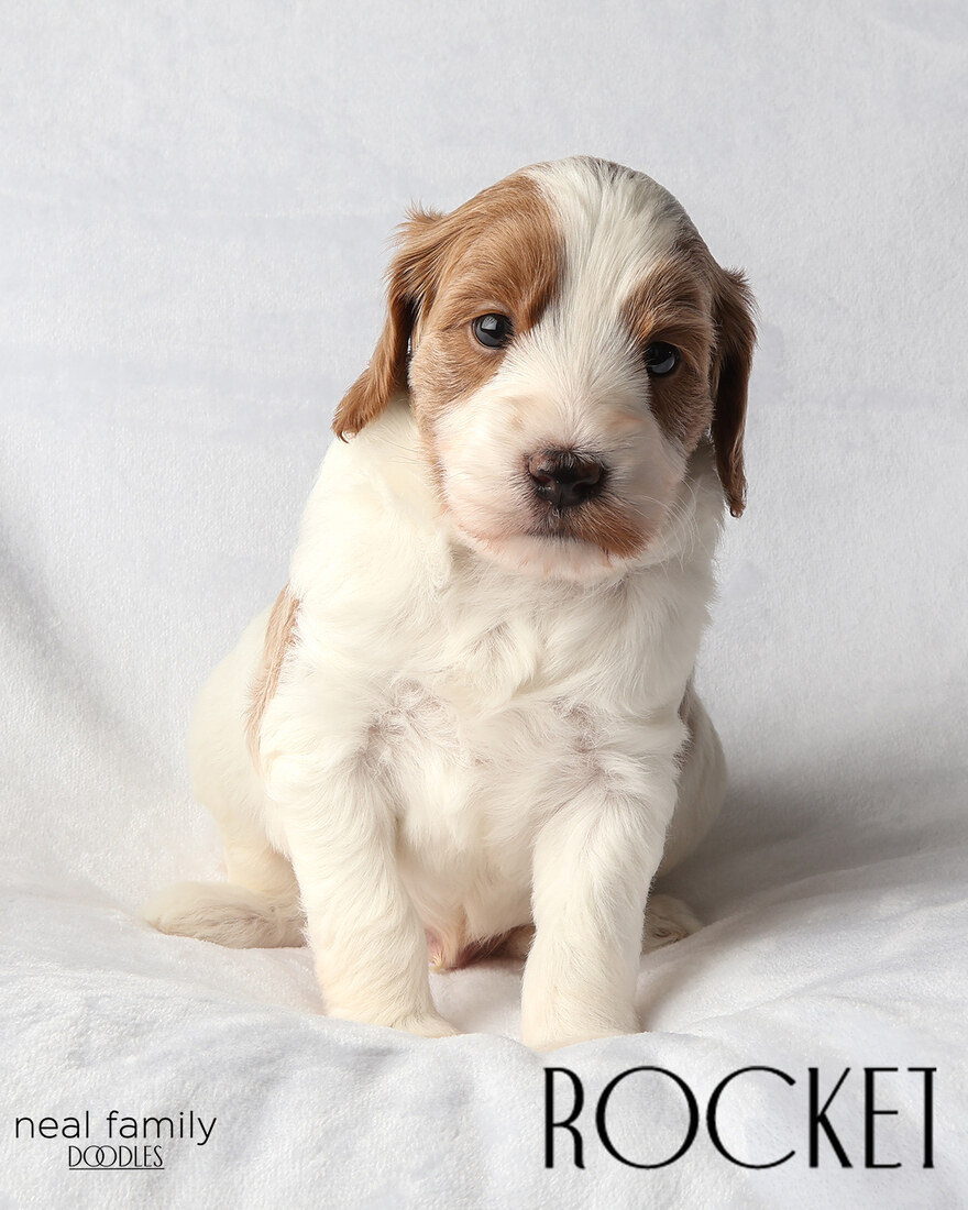 IMG_5985-2 - Rocket 4 weeks