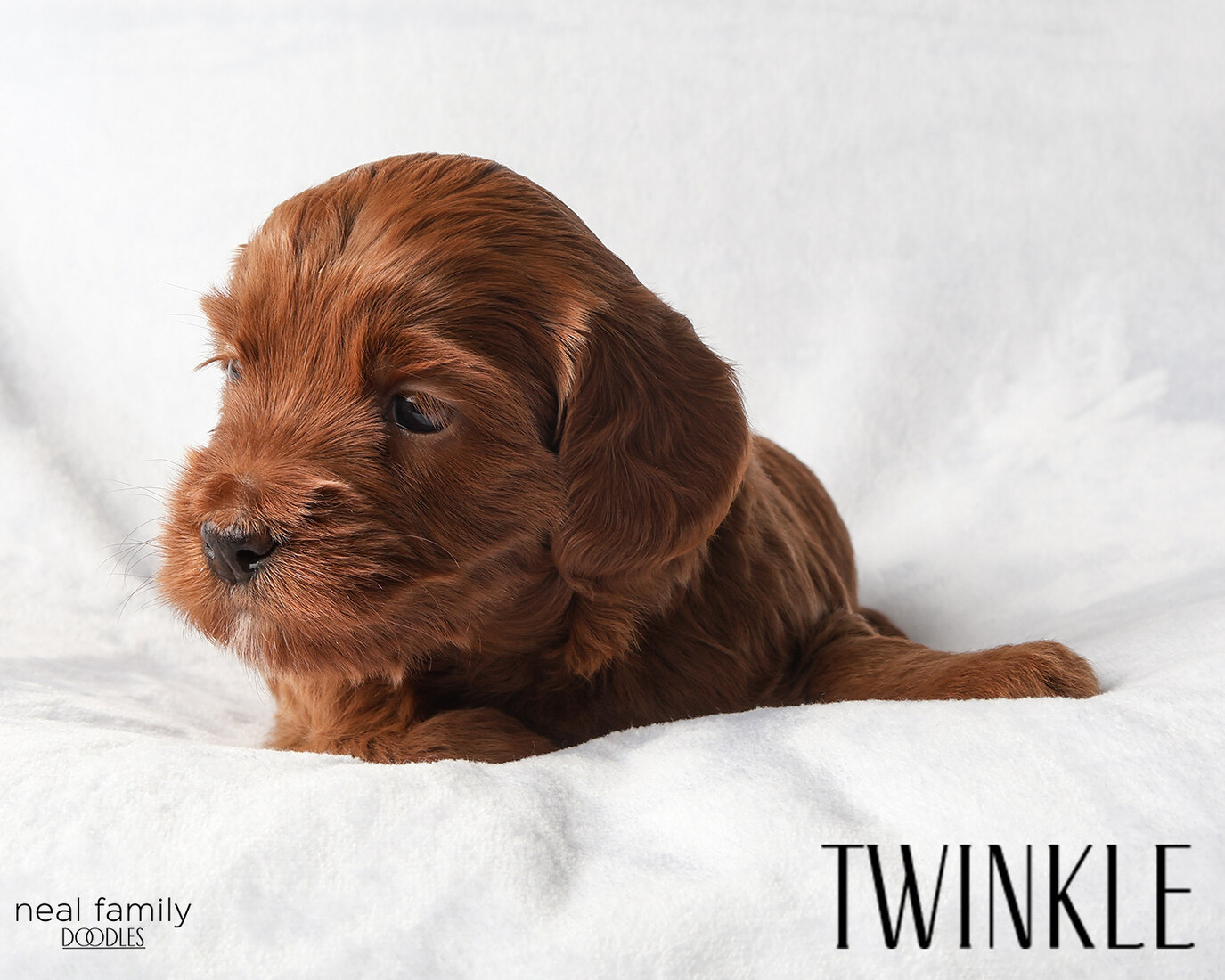 IMG_5944-2 - Twinkle 4 weeks