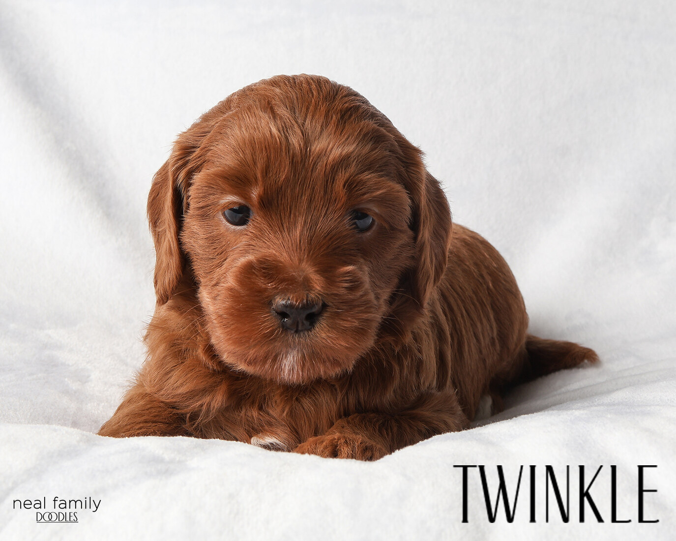 IMG_5946-2 - Twinkle 4 weeks