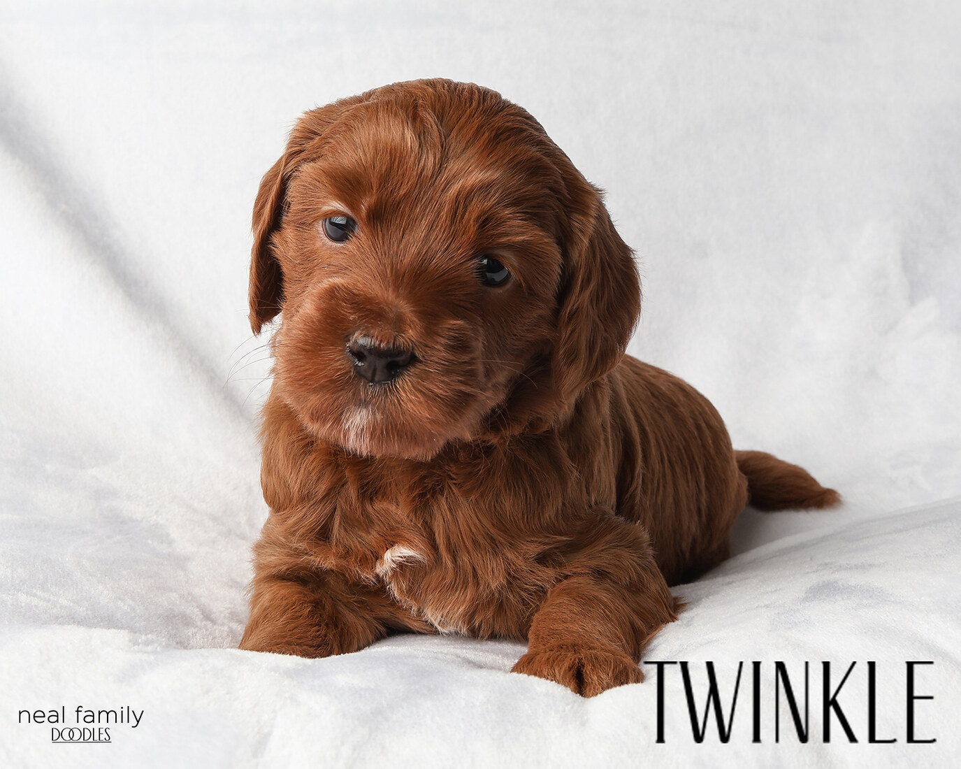 IMG_5958-2 - Twinkle 4 weeks