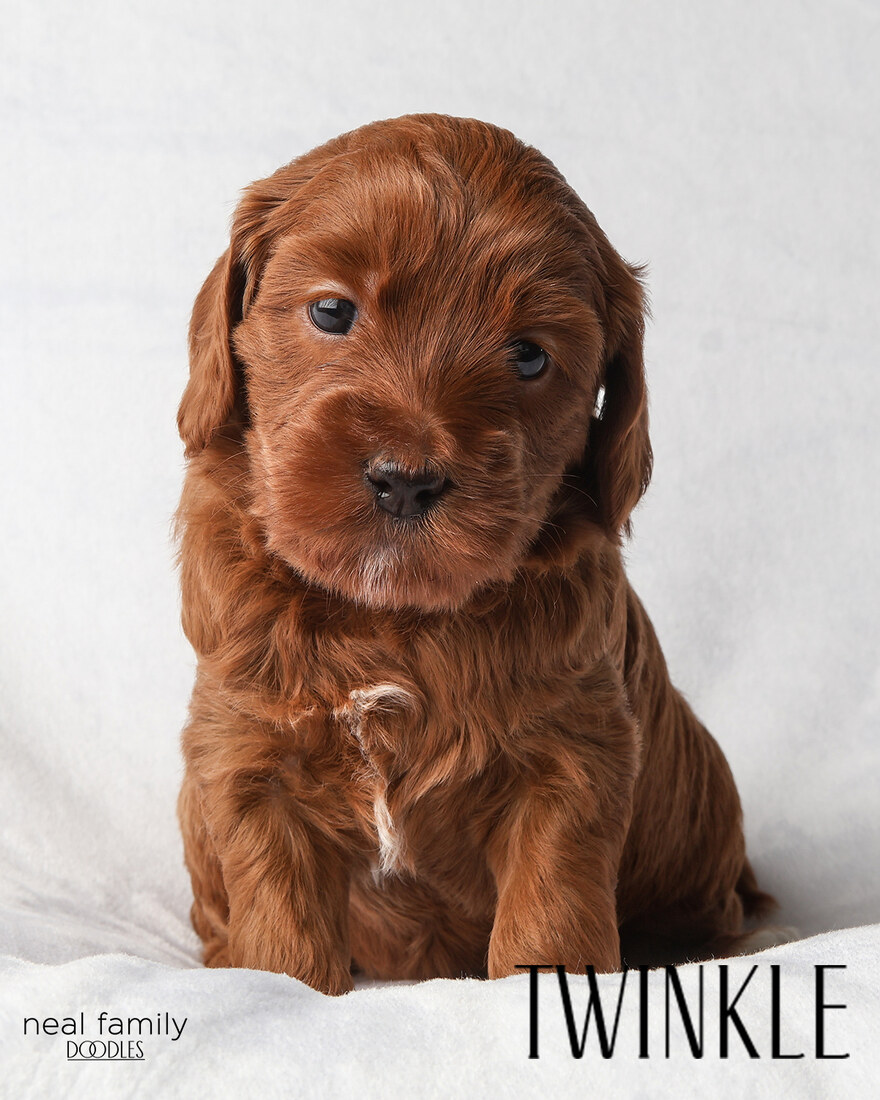 IMG_5963-2 - Twinkle 4 weeks