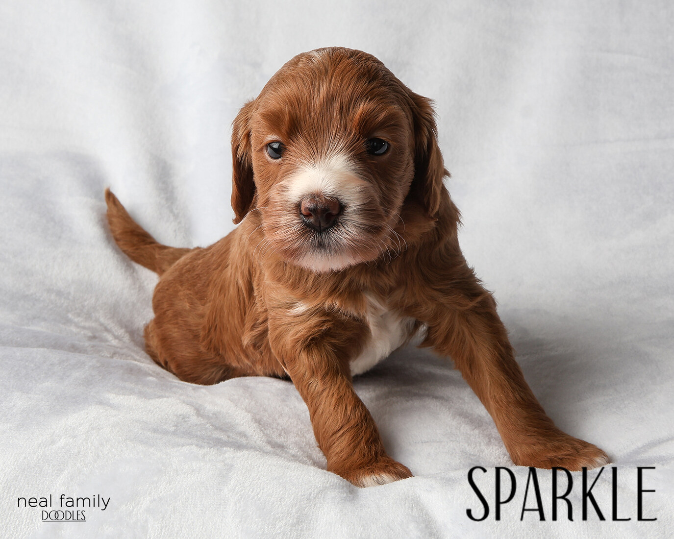 IMG_5824-2 - Sparkle 4 weeks