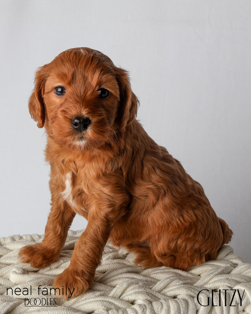 IMG_6160 Glitzy 5 weeks