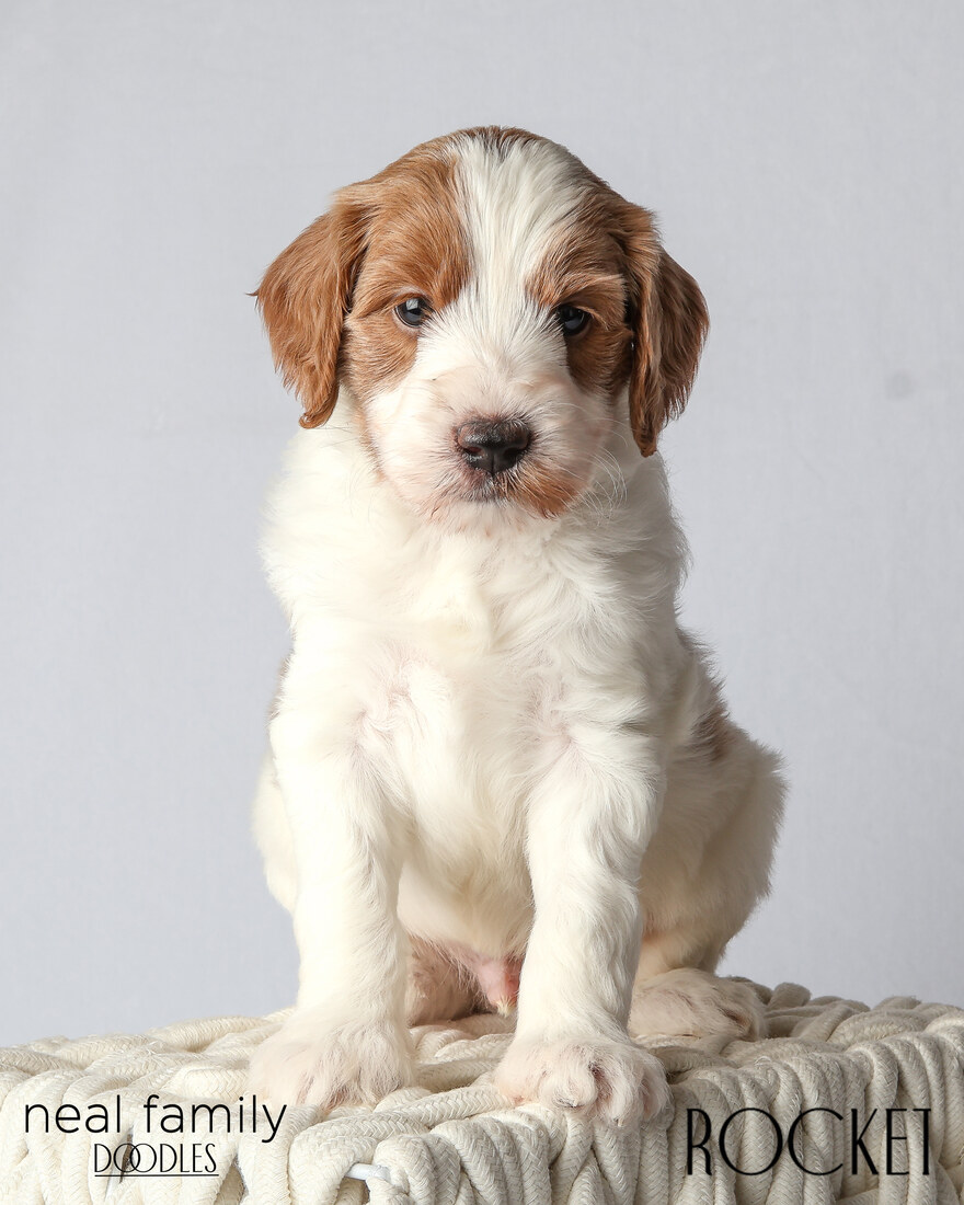 IMG_6033-2 Rocket 5 weeks