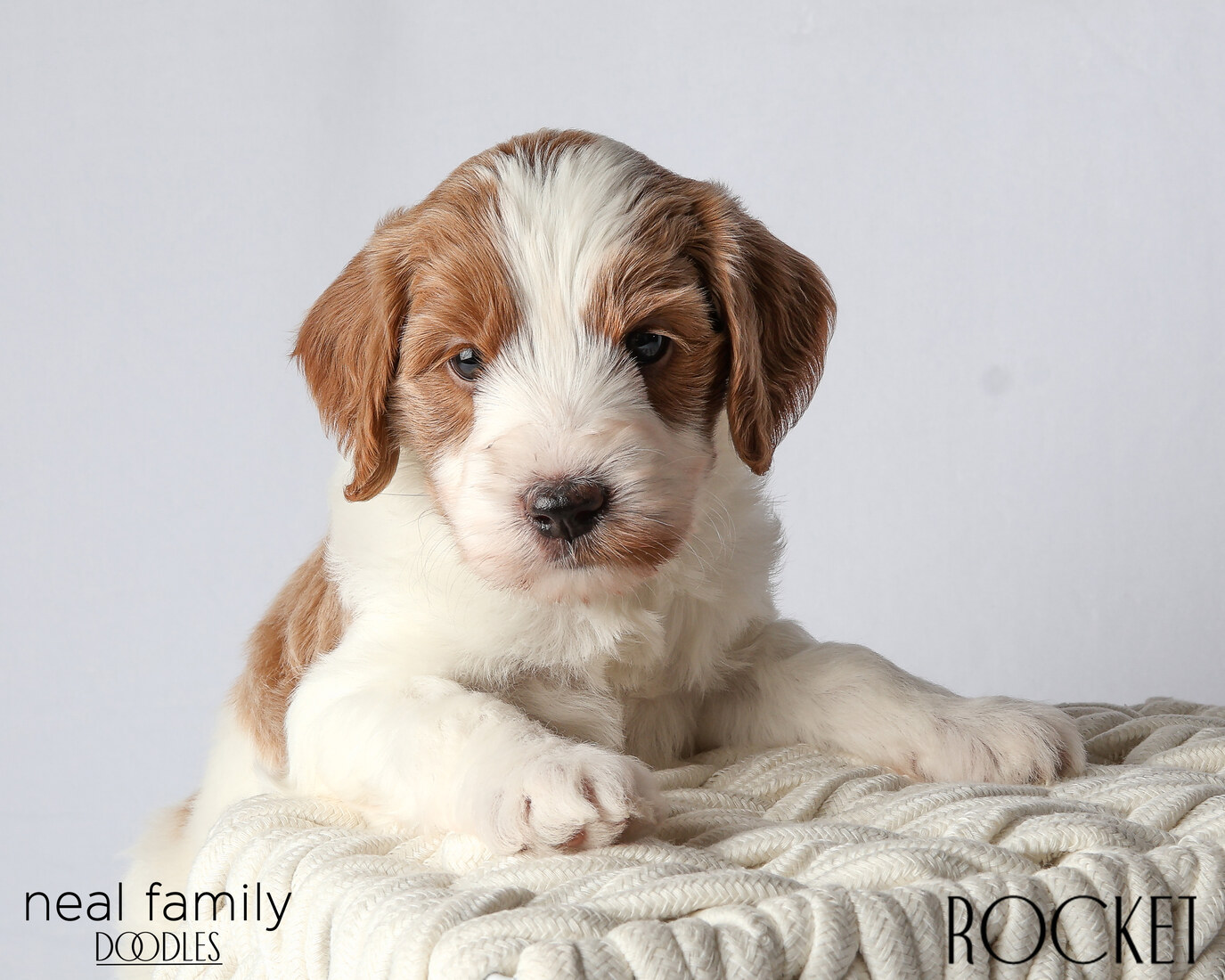 IMG_6041 Rocket 5 weeks