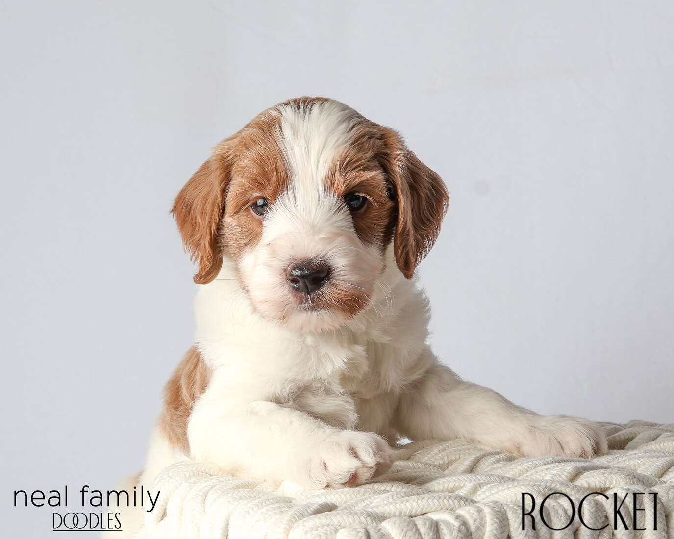 IMG_6042 Rocket 5 weeks