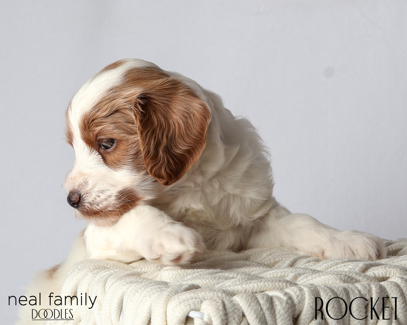 IMG_6044 Rocket 5 weeks