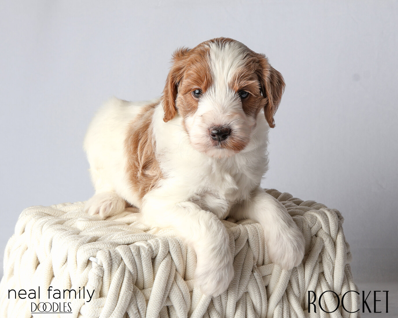 IMG_6055 Rocket 5 weeks