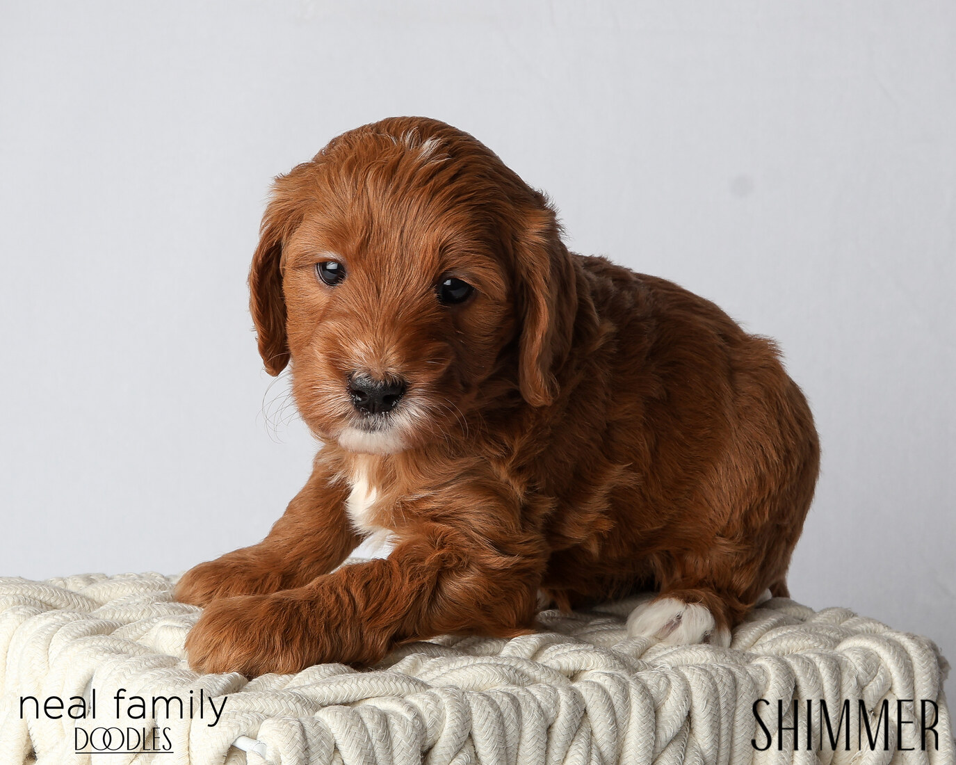 IMG_6057 Shimmer 5 weeks